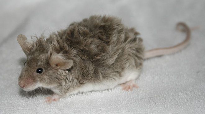 a small rodent sitting on top of a white blanket