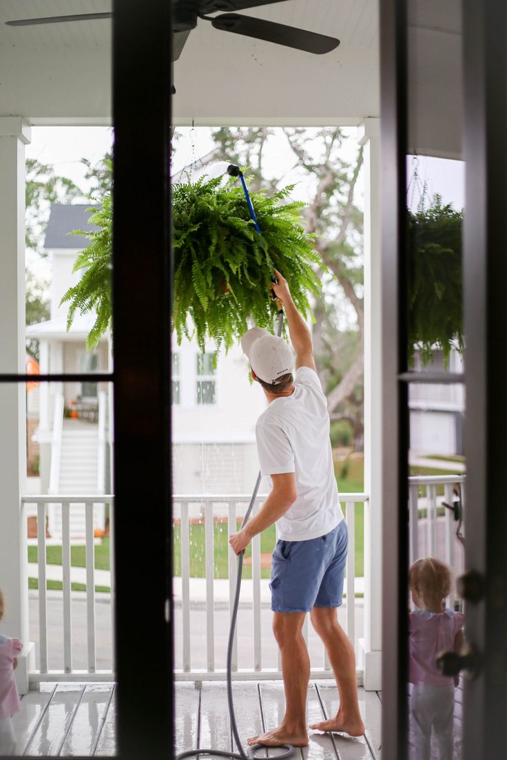 how to get big healthy ferns - Megan Stokes Porch Ferns, Ferns Plant, Wide Front Porch, Fern Planters, Pothos Vine, Porch Art, Fern Care, Hanging Ferns, Florida Flowers