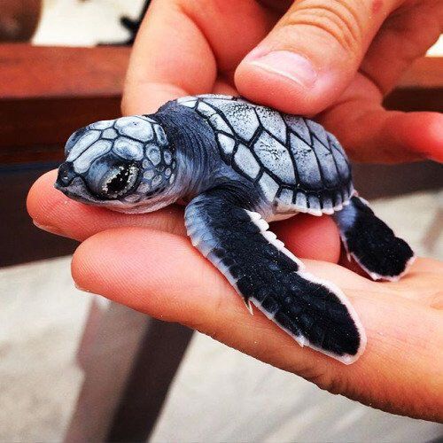 a small baby turtle being held in someone's hand