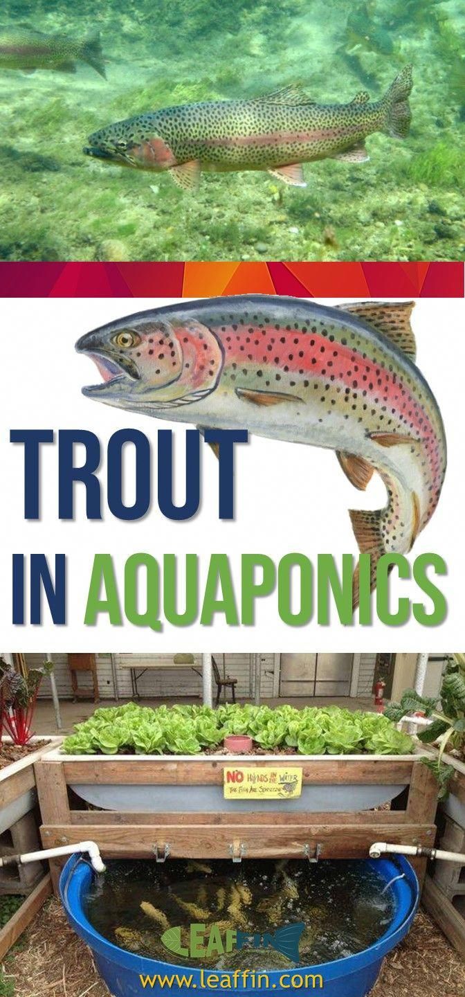 an aquarium with fish in it and the words trout in aquaponics