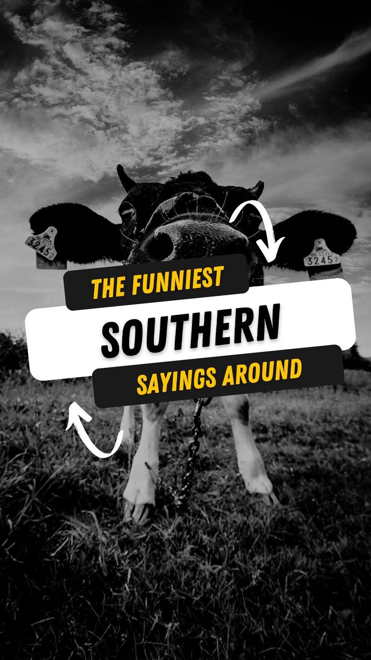 a closeup of a cows nose Southern Words, Funny Southern Sayings, Southern Expressions, Rolling On The Floor Laughing, Sarcastic One Liners, Funniest Quotes Ever, Southern Humor, Funniest Quotes, Twisted Quotes