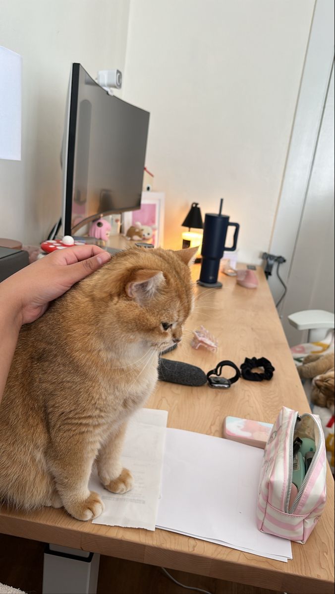 an orange cat sitting on top of a wooden desk next to a person's hand