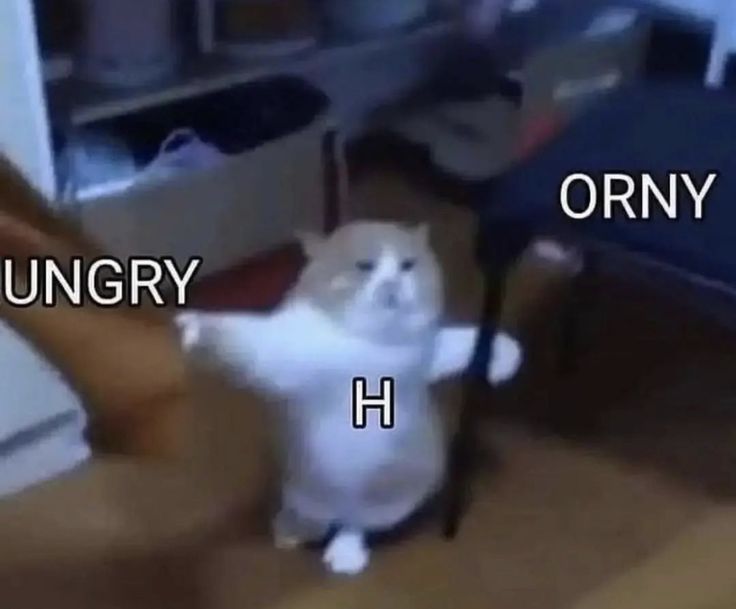 a white cat standing on its hind legs with the words hungry and h in front of it