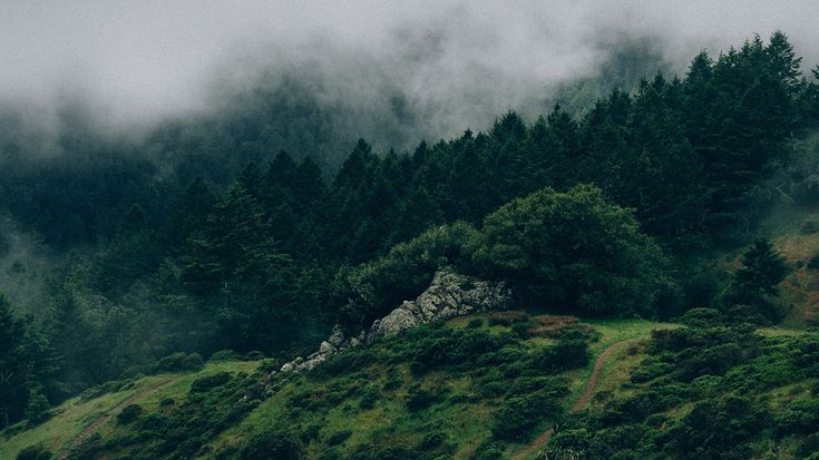 a green hillside covered in trees and fog