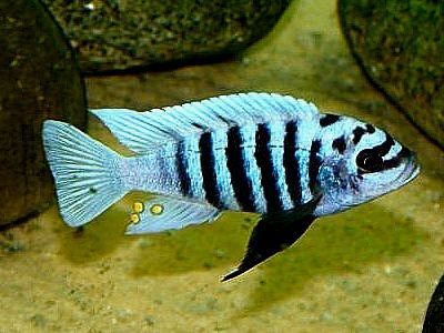 a black and white striped fish in an aquarium