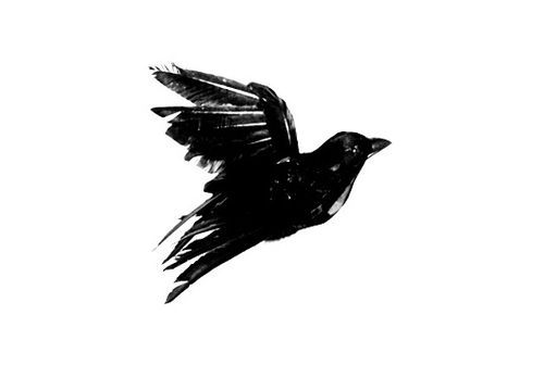 a black and white photo of a bird flying