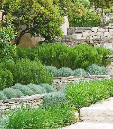 a garden with stone steps and green plants