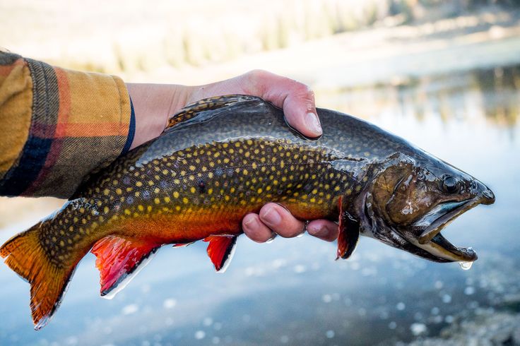 a person holding a fish in their hand