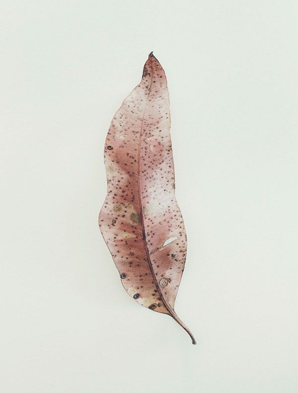 a single leaf is shown against a white background, with tiny dots on the leaves