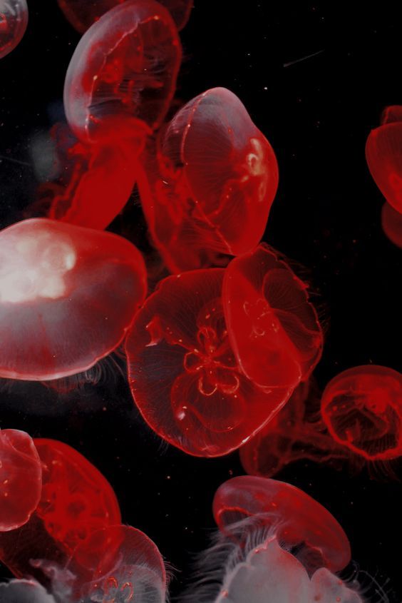 many red jellyfish floating in the water