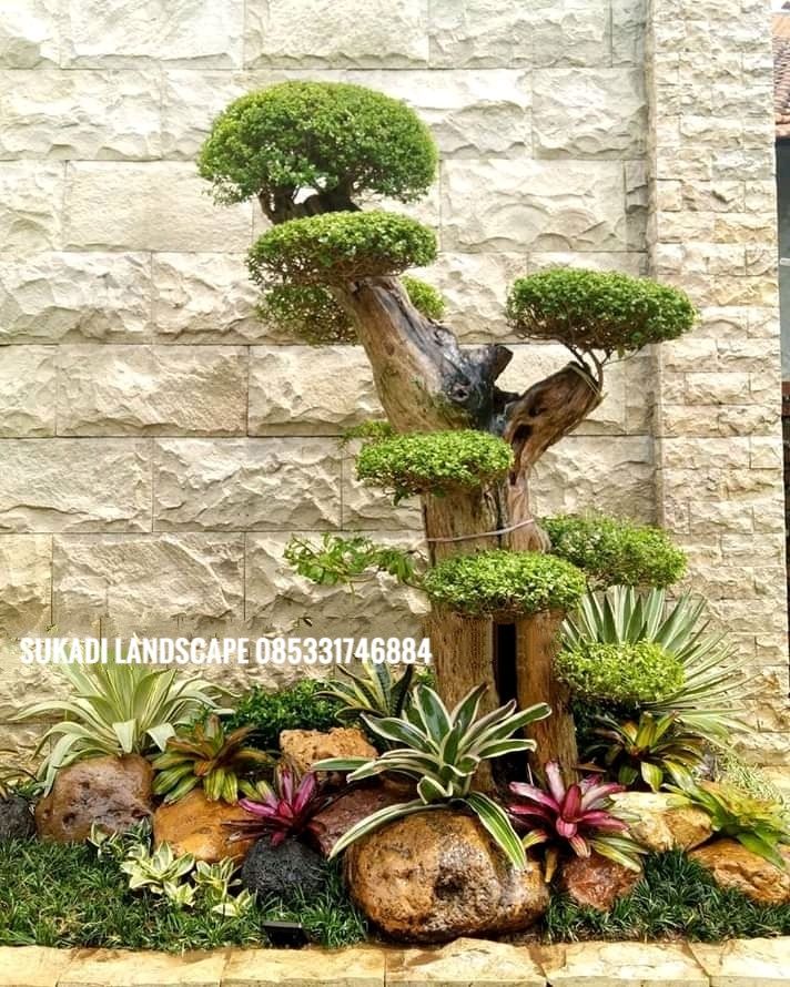 a bonsai tree is in the middle of some rocks and plants, with moss growing on it