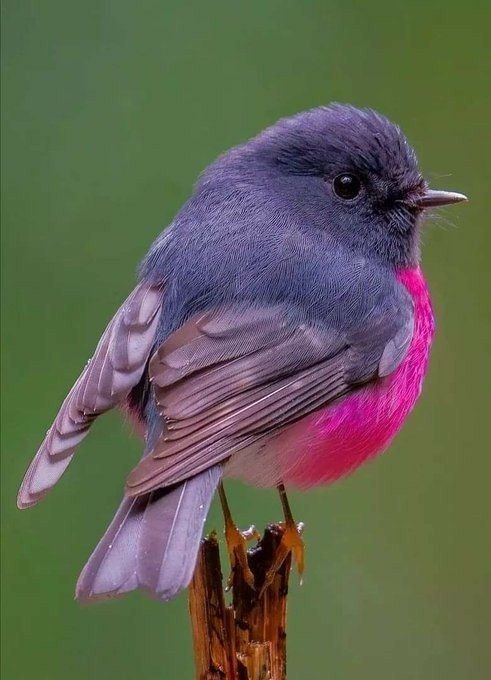 a small gray and pink bird sitting on top of a branch