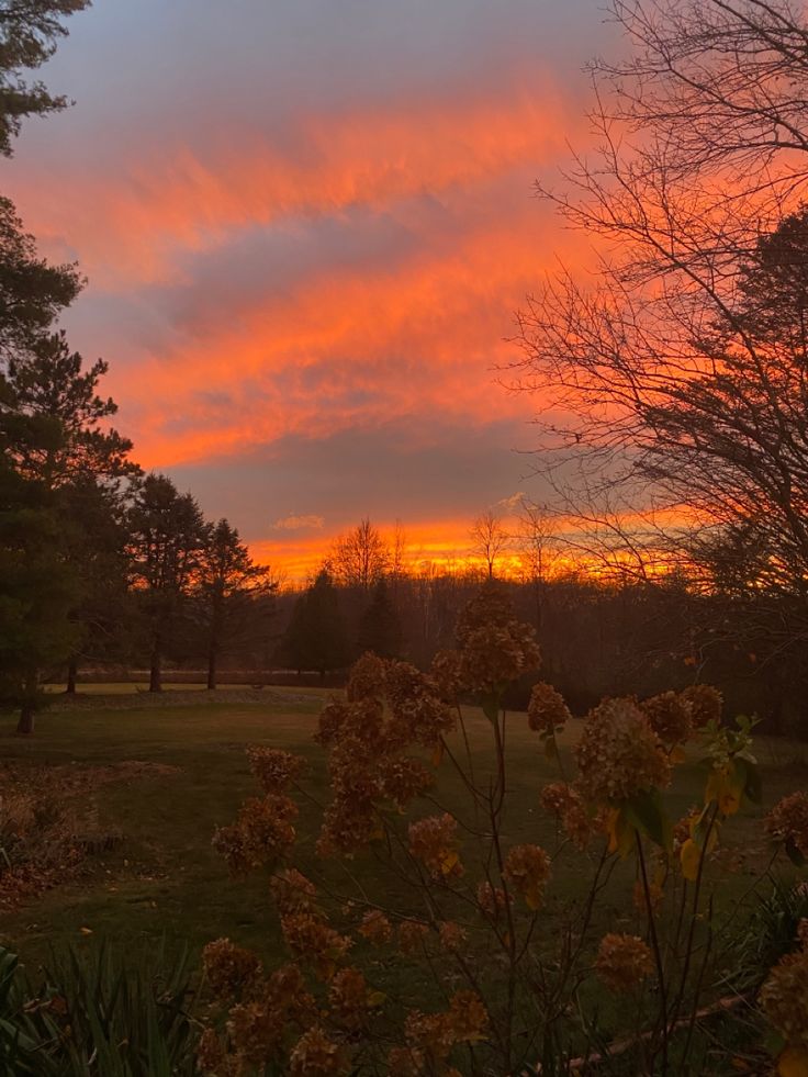 the sun is setting over some trees and grass