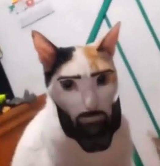 a cat with a beard and mustache on it's head