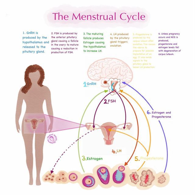 the menstrual cycle is shown in this diagram, and shows how it works