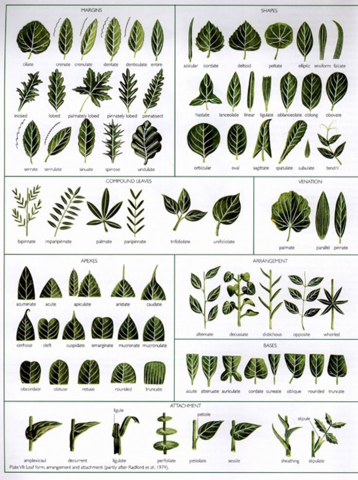 the different types of leaves and their names are shown in this diagram, which shows how they