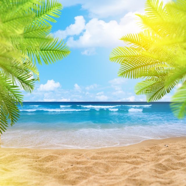 an image of a beach scene with palm trees and the ocean in the back ground