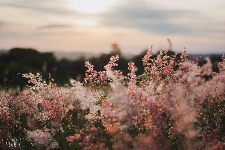 some pink flowers are in the middle of a field with trees and sky behind them