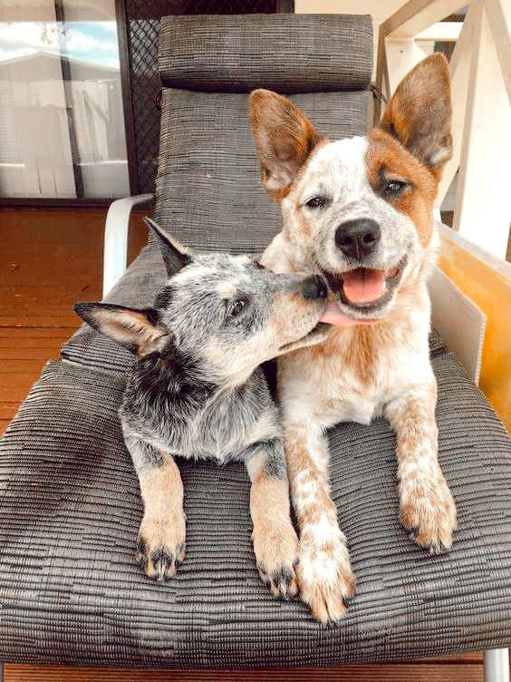 two dogs are sitting on a chair with their heads touching each other