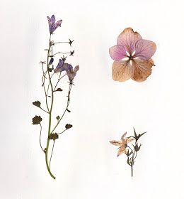 three different types of flowers on a white background