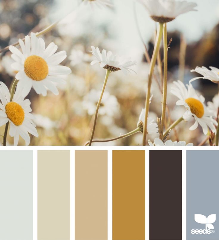 the color palette is brown, yellow and white with daisies in it's center