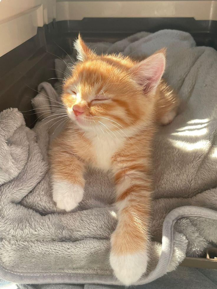 an orange and white kitten laying on top of a gray blanket next to a window