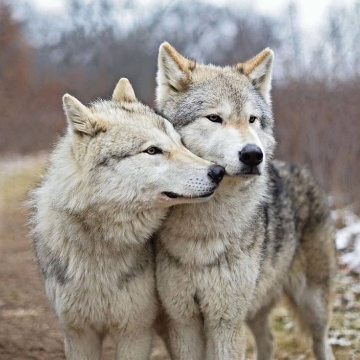 two gray wolfs standing next to each other