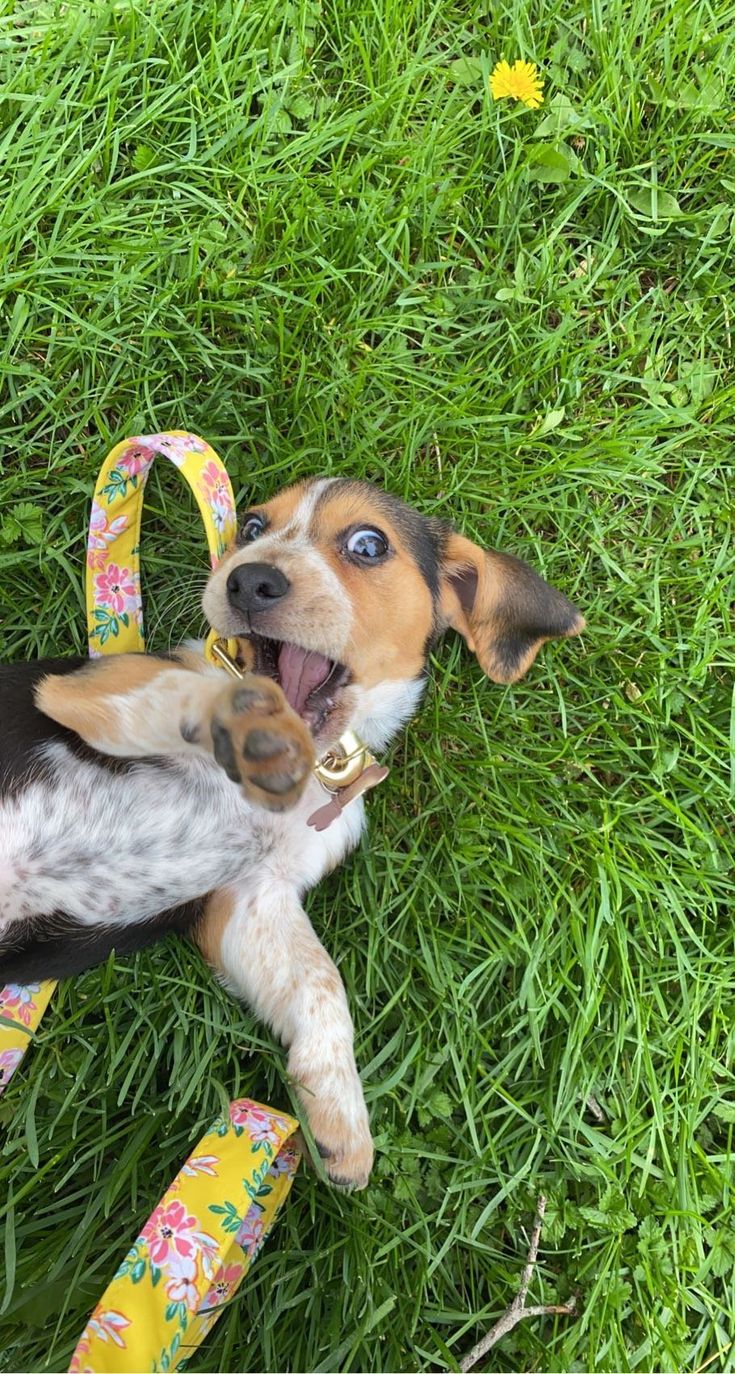 a dog laying in the grass with its mouth open