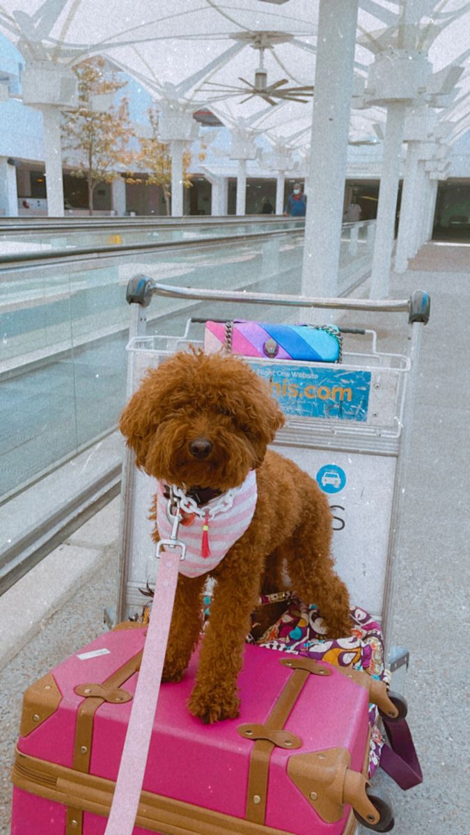 a brown dog sitting on top of a pink piece of luggage at an airport terminal