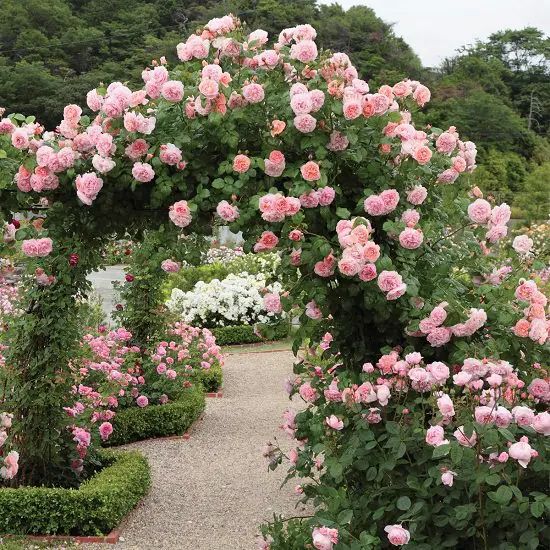 a garden filled with lots of pink flowers