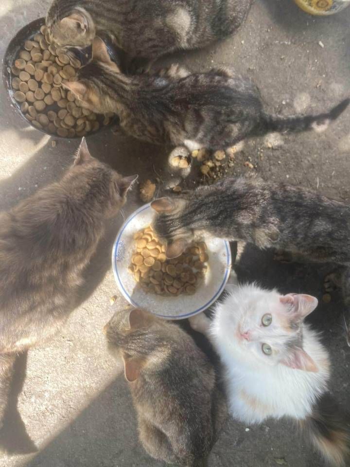 several cats eating food out of bowls on the ground