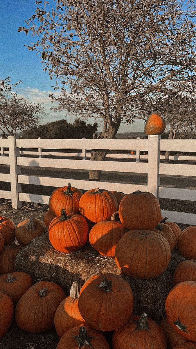 pumpkins are piled up in front of a white fence