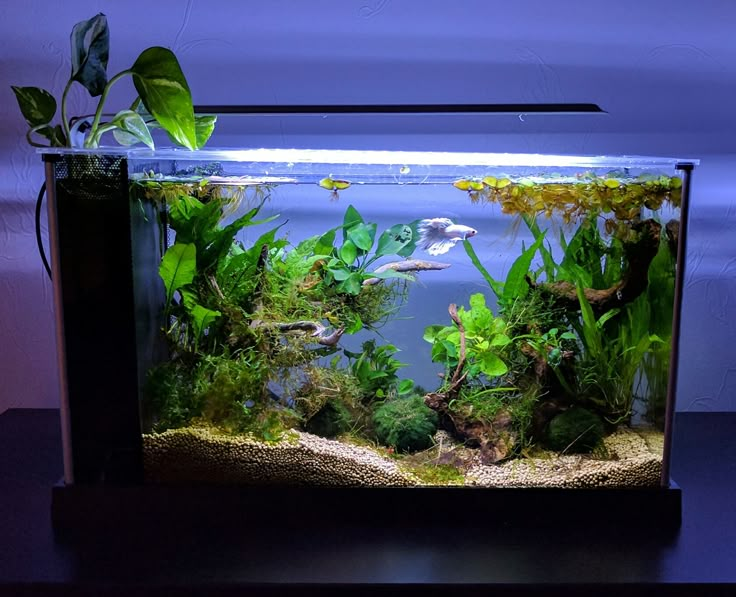 an aquarium filled with green plants and water