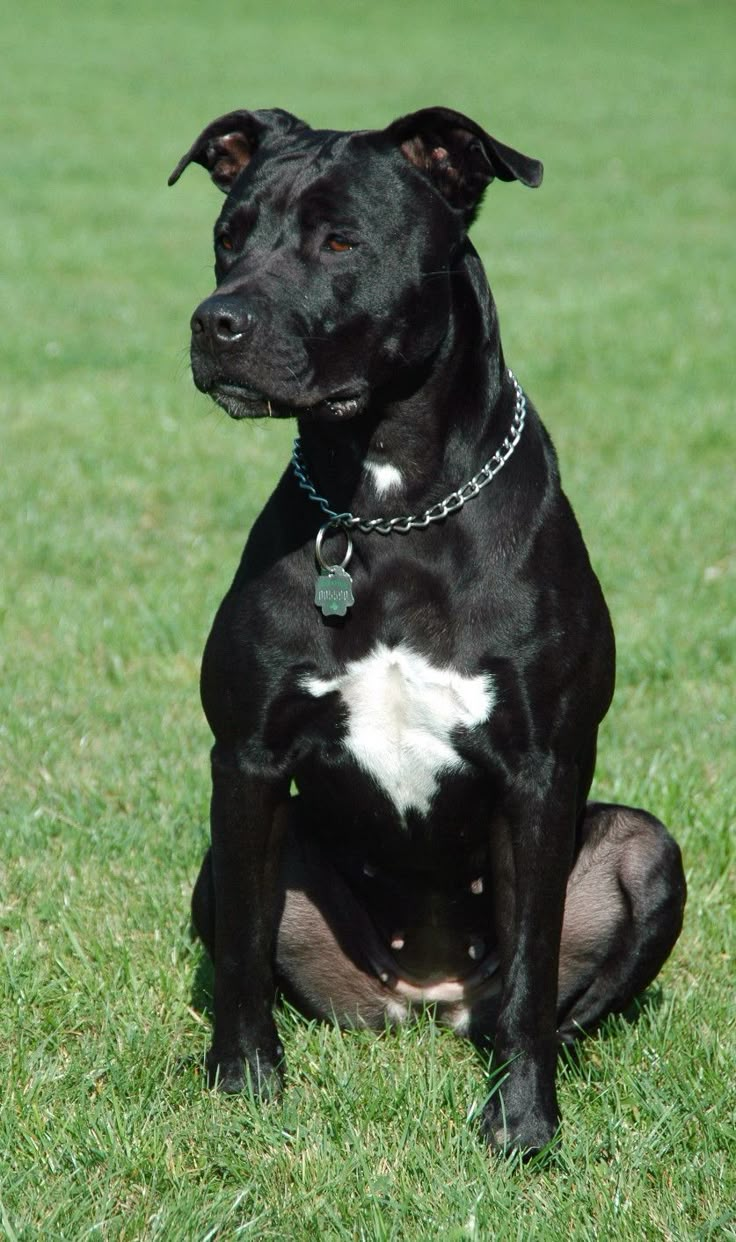 a black and white dog sitting in the grass