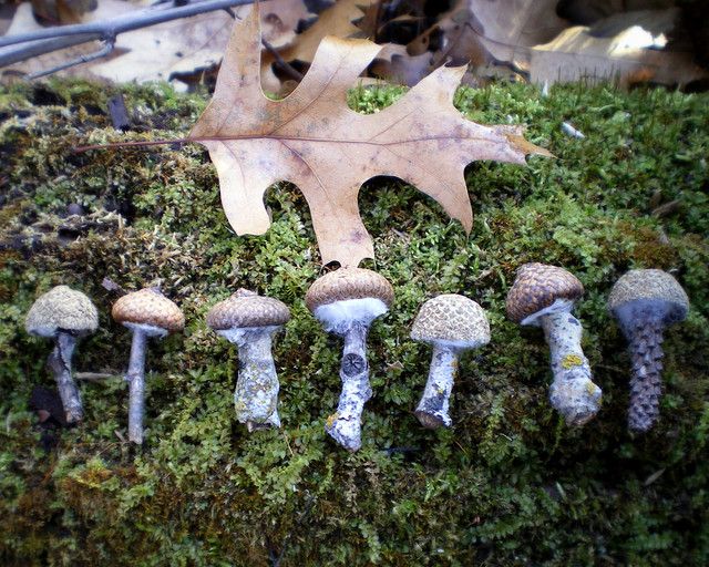 small mushrooms are growing on the mossy ground