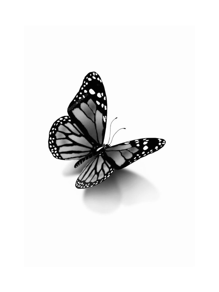 a black and white butterfly flying in the air