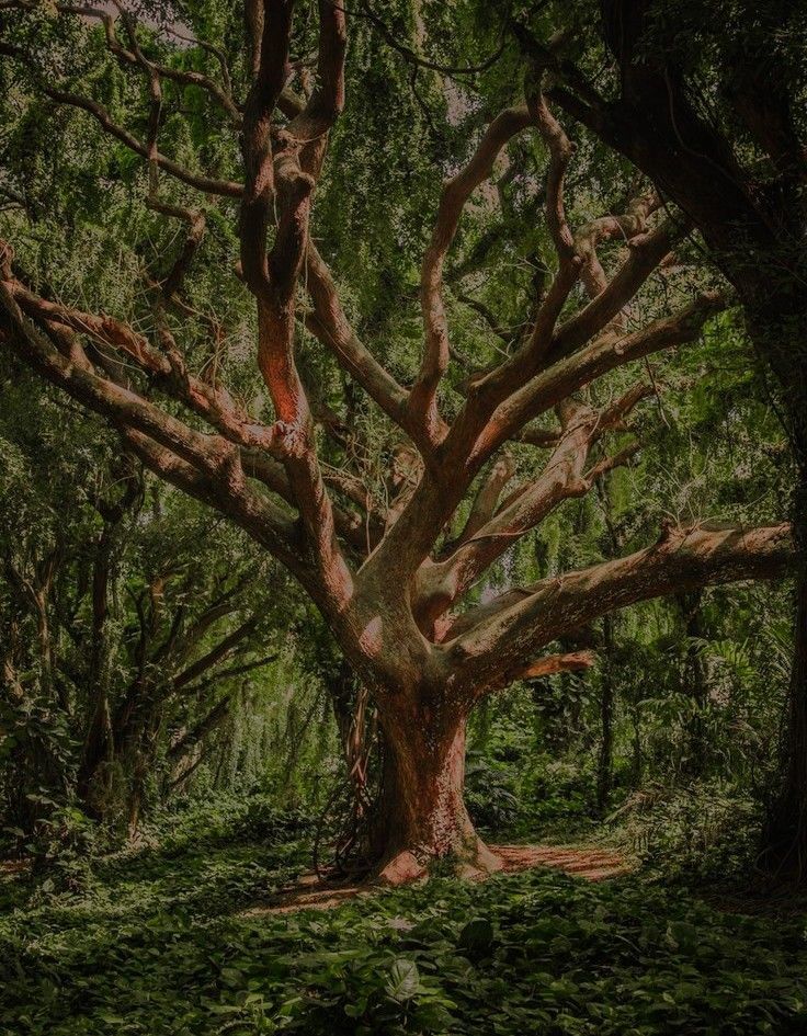 an old tree in the middle of a forest