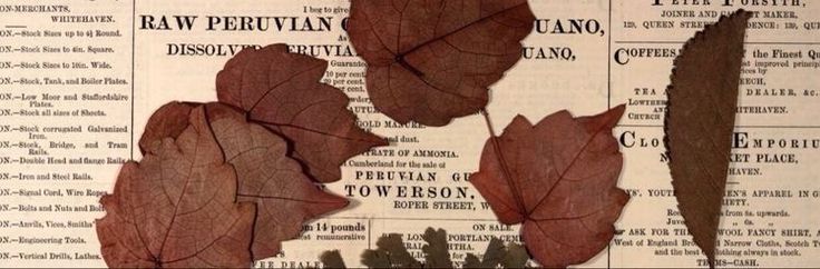 three dead leaves on top of an old newspaper