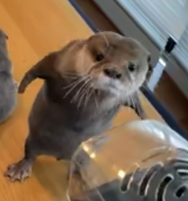 two small otters standing next to each other on a table