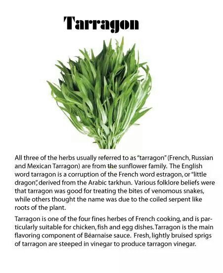 Tarragon Magical Properties, Fern Magical Properties, Tarragon Plant, Nettle Leaf Magical Properties, Orris Root Magical Properties, Fennel Magical Properties, Ancient Smokable Herbs, Heath Tips, Sunflower Family