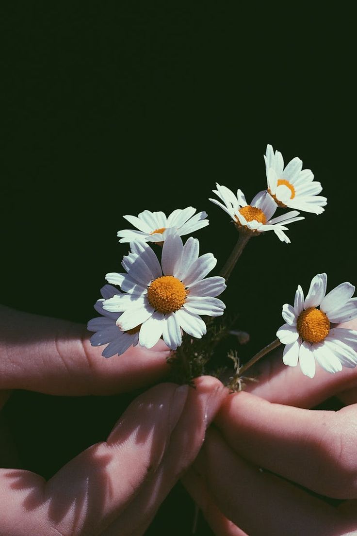 two hands are holding three daisies in their palm