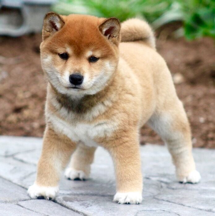 a small brown dog standing on top of a stone walkway