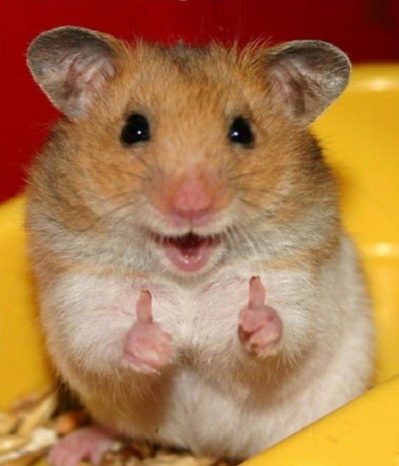 a hamster sitting on top of a yellow chair with its hands up in the air