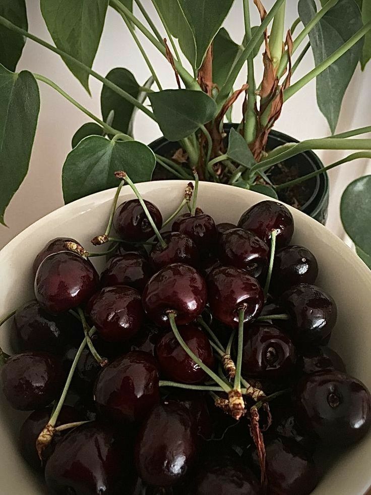 a white bowl filled with cherries next to a potted plant