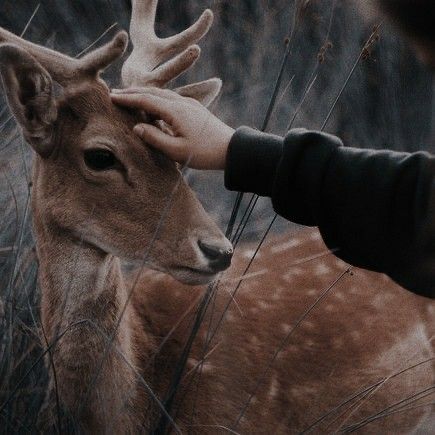 a person petting the head of a deer