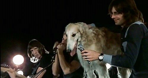 a man holding a sheep in front of two other men with microphones around him