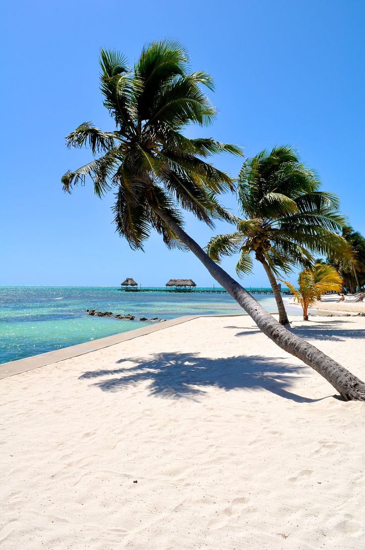 a palm tree on the beach with clear blue water in the backgrounnd