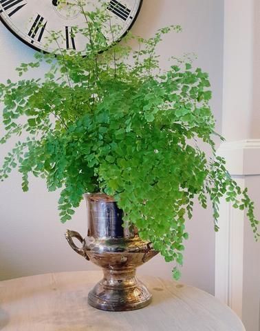 a clock mounted to the side of a wall next to a plant on a table