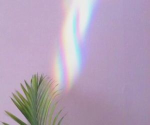 a palm tree in front of a wall with a rainbow colored light coming from it