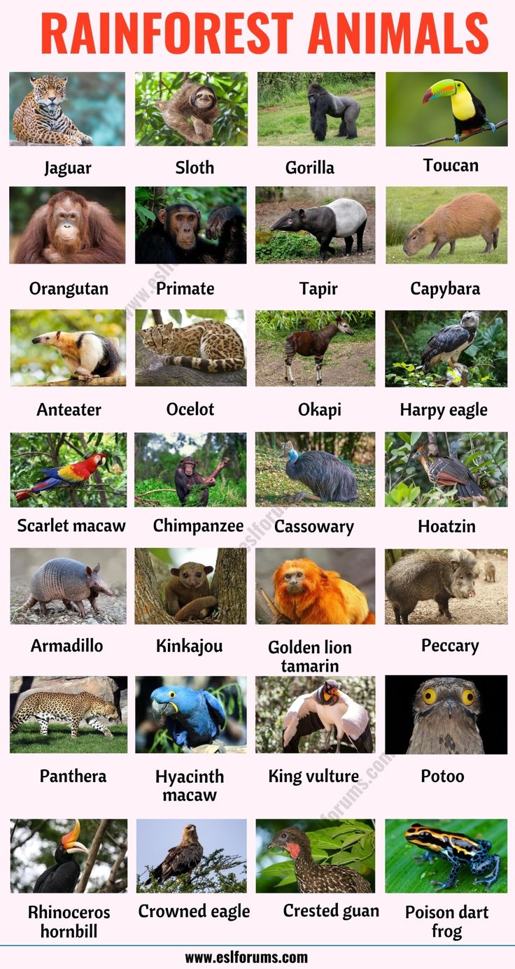 the rainforest animals and their names are shown in this poster, which includes pictures of different types